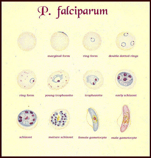 PLASMODIUM FALCIPARUM – LOÀI KÝ SINH TRÙNG GÂY BỆNH SỐT RÉT ĐÁNG SỢ